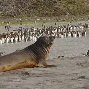 Southern elephant seal (Mirounga leonina) and King Penguins (Aptenodytes patagonica). on beach St Andrews Bay, South