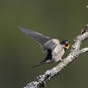 Swallow (Hirundo rustica) juvenile begging for food. Loch Awe, Argyll, Scotland, UK