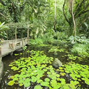 Tropical rainforest plants on Fiji