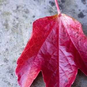 Boston ivy, Parthenocissus tricuspidata, close-up detail of a single fallen red leaf