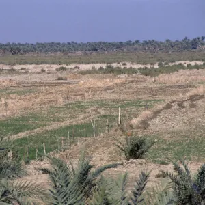 Iraq Gallery: Nasiriyah