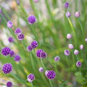 Chives, Allium schoenoprasum, purple flowers on long green stems of the garden herb