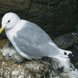 Iceland, Arnastapi, Kittiwake Rissa tridactyla. Adult on cliff nest with egg and two chicks visible