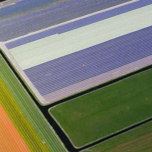 Aerial view of flower fields near the Keukenhof park, also known as the Garden of