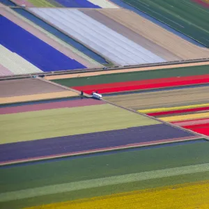 Aerial view of flower fields near the Keukenhof park, also known as the Garden of