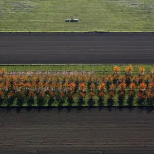 An aerial view shows a field with deciduous trees on a sunny autumn day in Recklinghausen