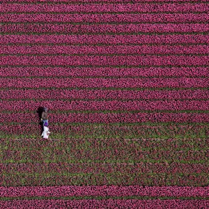 An aerial view of tulip fields near the city of Creil