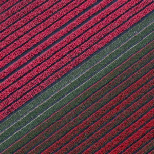 An aerial view of tulip fields near the city of Creil