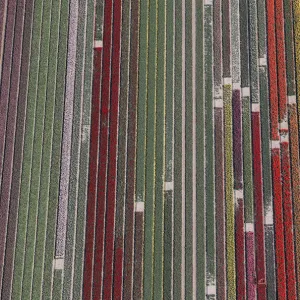 An aerial view of tulip fields near the city of Creil