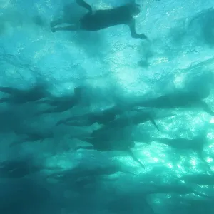 Amateur triathletes start the swim portion of the Ford Ironman World Championship