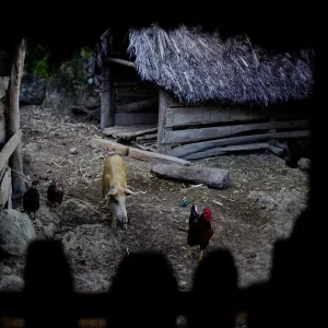 Animals roam in the backyard of a house at a farm in Santo Domingo, Cuba