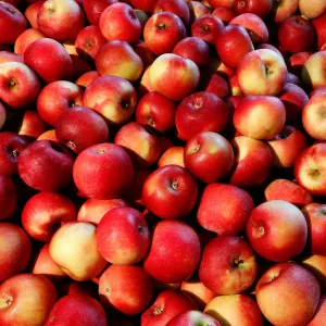 Apples are seen at Partizanskoye plant in Minsk