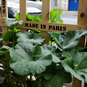 An authorised green area for aromatic herbs, decorative flowers and vegetable