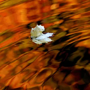 An autumn leaf drifts in a pond in one of the citys many parks in St. Petersburg