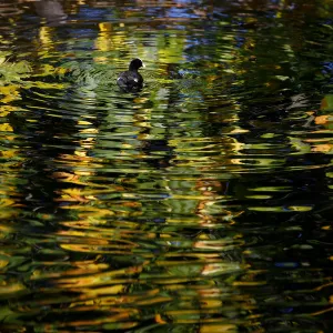 Autumnal colours are reflected in the lake in St Jamess Park, in central London