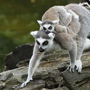 A baby Ring-tailed Lemur rests on its mothers back at Schoenbrunn zoo in Vienna