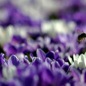 A bee collects pollen from a field of crocuses at Kew Gardens in London