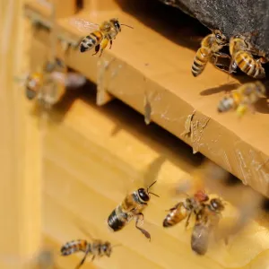 Bees are seen on the frame of a beehive in Denee