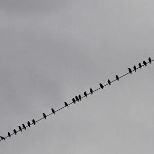 Birds perch on power lines above farmland near Tirana