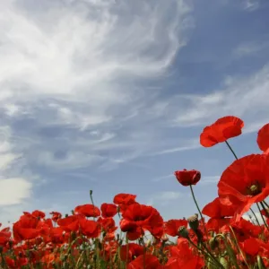 Reuters Collection: Germany