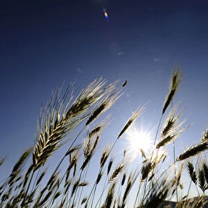 A bug climbs on a stalk of grain near Kumanovo