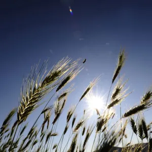 A bug climbs on a stalk of grain near Kumanovo