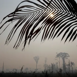 A burning tract of Amazon jungle is pictured in Porto Velho