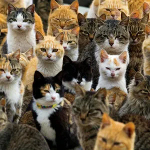 Cats crowd the harbour on Aoshima Island in the Ehime prefecture in southern Japan