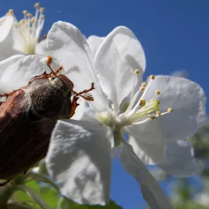 A chafer is seen on apple flowers in the village of Obchyn