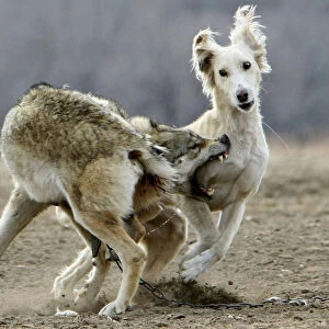 A chained wolf bites Kyrgyz wolfhound during hunters festival Salburun near the town of