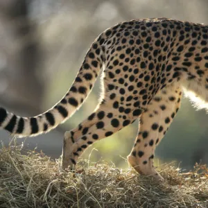 A Cheetah cub plays with its mothers tail during their first showing at Washington Zoo