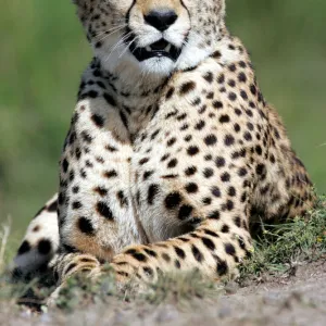 A cheetah looks out over the plains in Kenyas Msai Mara game reserve