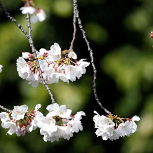 Cherry blossoms in almost full bloom are seen in Tokyo