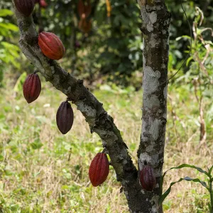 Cocoa pods are seen at a cocoa farm in Azaguie