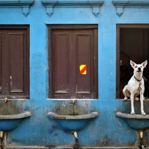 A colour print of a dog sitting over a drinking water basin along a road