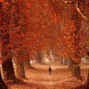 A man walks through a garden on an autumn day in Srinagar Print