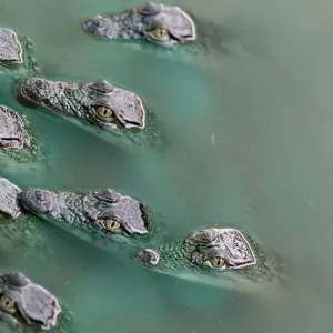 Crocodile hatchling swim inside a pen at Nyanyana Crocodile Farm in Kariba