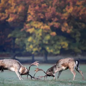 Deer clash as they fight during the rutting season in Richmond Park, west London