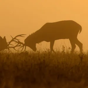 Deer are seen clashing antlers during the rutting season in the early morning at Richmond Park