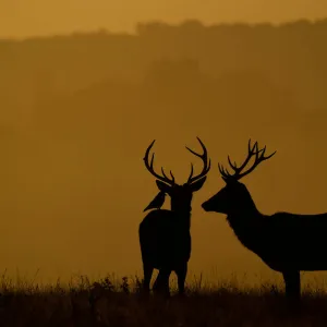 Deer are seen during the early morning at Richmond Park, west London, Britain