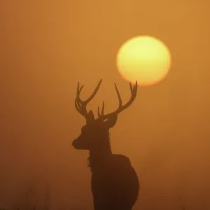 A deer is seen with the sun rising behind at dawn in Richmond Park, west London, Britain