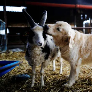 A dog licks the head of a Jacob sheep, in Ramot Naftali