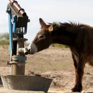 A donkey searches for water at a dry borehole in rural Masvingo