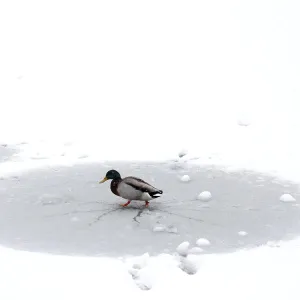 A duck walks on ice on a frozen pond in the Parc Monceau as winter weather bringing snow