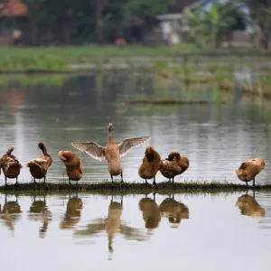 Ducks dry off while standing on some high ground in a pond in Bekasi, West Java province