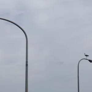 An egret sits on a lamp post in Beppu