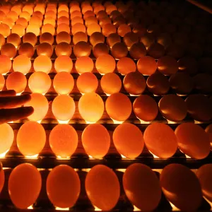 An employee of a poultry farm examines chicken eggs in Volnay in western France