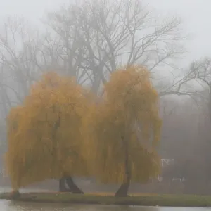 Colore dell'autunno si vedono sulle foglie durante una giornata di autunno nebbioso a Varsavia Colore dell'autunno si vedono sulle foglie durante una giornata di autunno nebbioso a Varsavia