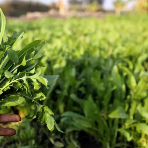 A farmer holds vegetables in a field in the town of El Mansoura