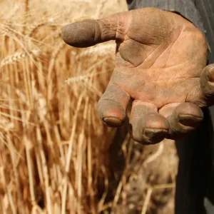 A farmer shows his hand as he harvests wheat on Qalyub farm in the El-Kalubia governorate